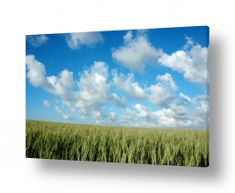 תמונות לפי נושאים חקלאות | שדה