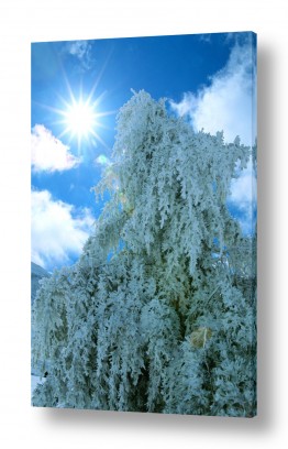 מזג אויר שלג | העץ הקפוא