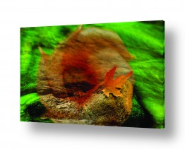 צומח שלכת | flower leaf