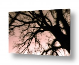 תמונות לפי נושאים מנורה | העץ המסתורי