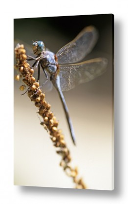 בעלי חיים - חיות חרקים | Dragon Fly