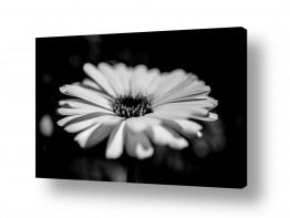 סגנונות צילומים | flower bw 1