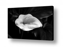 תמונות לפי נושאים Israel | flower bw 4