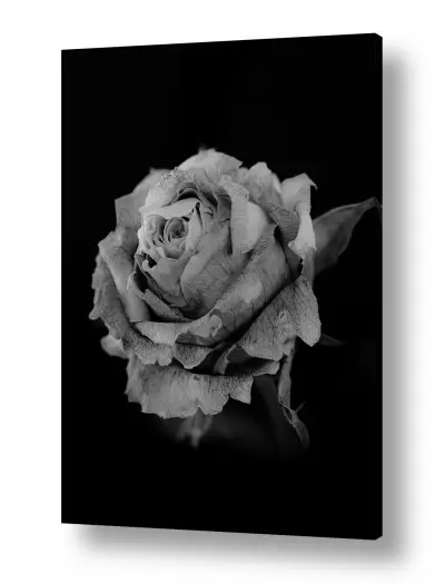 מסגרת ראשי ורד הגליל | flower bw 5