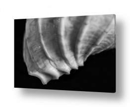צילום אמנותי שחור לבן | shell