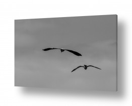צילומים צילומים שחור לבן | עגורים