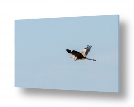 תמונות לפי נושאים מעוף | עוף