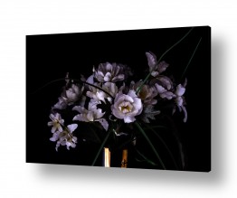 תמונות לסלון | dry flower
