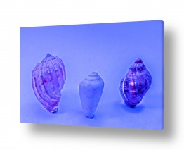 תמונות לחדר אמבטיה חדר אמבטיה בסגנון אוצרות הים | shell
