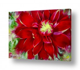 תמונות לפי נושאים דליה | פרח אדום מרהיב