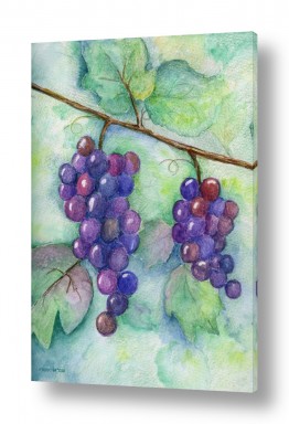 פירות ענבים | אשכולות ענבים