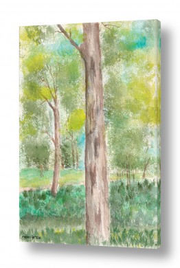 ציורים ענבל אשואל | עצי אקליפטוס