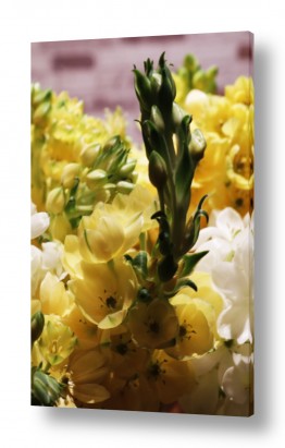 פרחים לפי צבעים פרחים צהובים | 8646