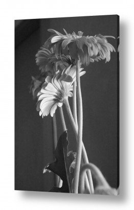 פרחים גרברה | גרברה בשחור ולבן  4118503