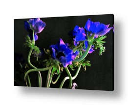 פרחים כלנית | כלניות בכחול אסימטריות 