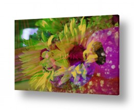 פרחים חמניה | תמונות במבצע | יהלום אושר וחמניות 