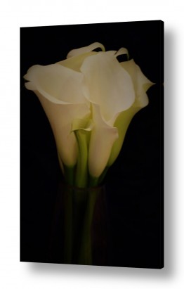 צמחים פרחים | קאלה לבנה 
