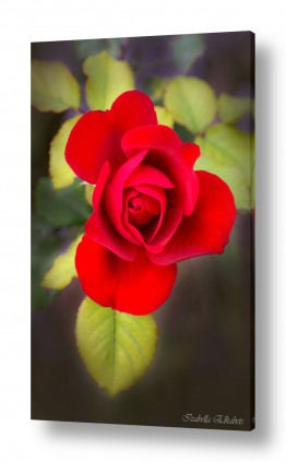 תמונות לסלון | ורד אדום