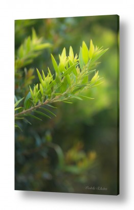 טבע צמחים | ענף ירוק