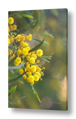 איזבלה אלקבץ איזבלה אלקבץ -  - פרחים צהובים | אביב