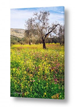 עצים עץ זית | פריחה בצל הזית