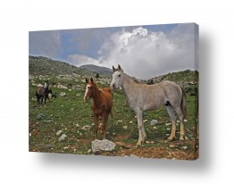 צילומים צילומים בעלי חיים | סוסים בהרים