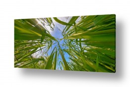 צילומים קובי פרידמן | עשב ירוק
