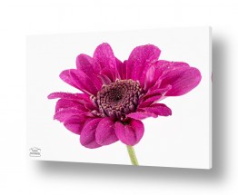 צילומים קובי פרידמן | פרח ורוד