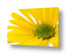 צילומים צילום תקריב | פרח צהוב