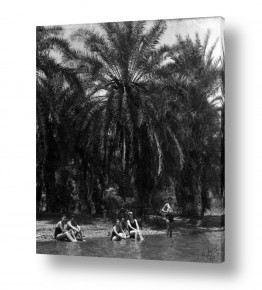 ימים ואגמים בישראל כנרת | דקלים לחוף כינרת - 1944