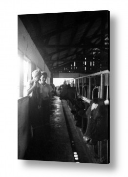 תמונות לפי נושאים הגולן | שער הגולן 1944 - רפת
