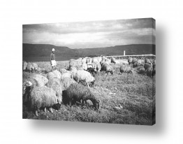 דוד לסלו סקלי דוד לסלו סקלי - צילומים מארץ ישראל הישנה - רועה | הרועה ועדרו 1946