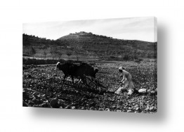 צילומים ארץ ישראל הישנה | דיר ניזאם 1947 - מחרשה