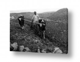 צילומים ארץ ישראל הישנה | דיר ניזאם 1947 - חריש