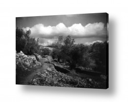 דוד לסלו סקלי דוד לסלו סקלי - צילומים מארץ ישראל הישנה - עננים | עלאר 1947 - עצי זית