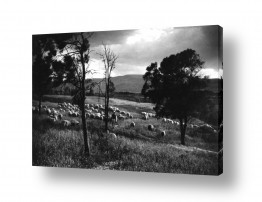 דוד לסלו סקלי דוד לסלו סקלי - צילומים מארץ ישראל הישנה - כבשים | בית אלפא 1947 רועה ועדרו