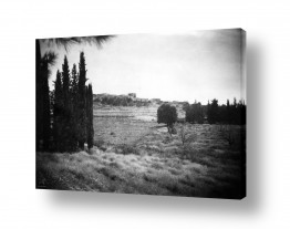 עץ ברושים | מינחת מעלה החמישה 1948