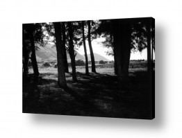 צילומים תמונות שחור לבן | בית אלפא 1947 - חורשה