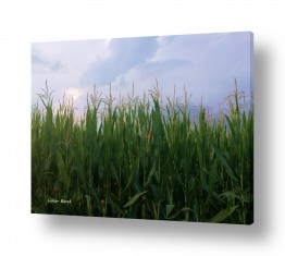 תמונות לפי נושאים חקלאות | צמיחה גאה