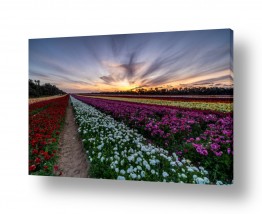 פרחים נוריות | נוריות בשקיעה