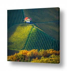 צומח כרמים | בקתה בשדה