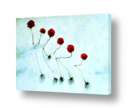 צבעים פופולארים צבע אדום | פרחים בשלג