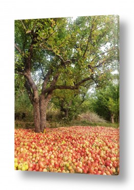 פירות תפוח | העץ הנדיב