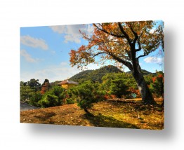 צילומים מתן הירש | שלכת בקיוטו