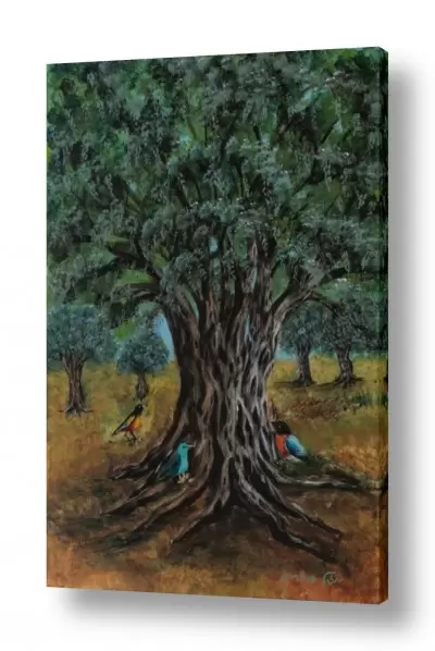 עצים גזעים | עץ הזית
