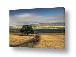 מיכאל שמידט מיכאל שמידט - צלם טבע ונופים של ארץ ישראל היפה - שביל | הגולן במיטבו