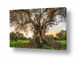 תמונות לפי נושאים זוג | זוגיות שורשית