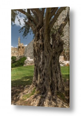 תמונות לפי נושאים דת | שורשי דוד המלך