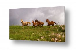 תמונות לפי נושאים הגולן | הגולן הפרוע..