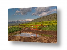 מיכאל שמידט מיכאל שמידט - צלם טבע ונופים של ארץ ישראל היפה - אביב | כניסה לאביב